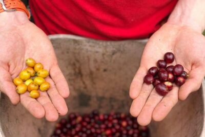 Coffee Farm and Salento Walking Tour - Getting there with pickup across Salento, Pereira, Filandia, and Armenia