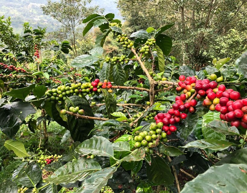 Coffee Farm and Salento Walking Tour - The Salento walking tour: a short town look after a big farm lesson