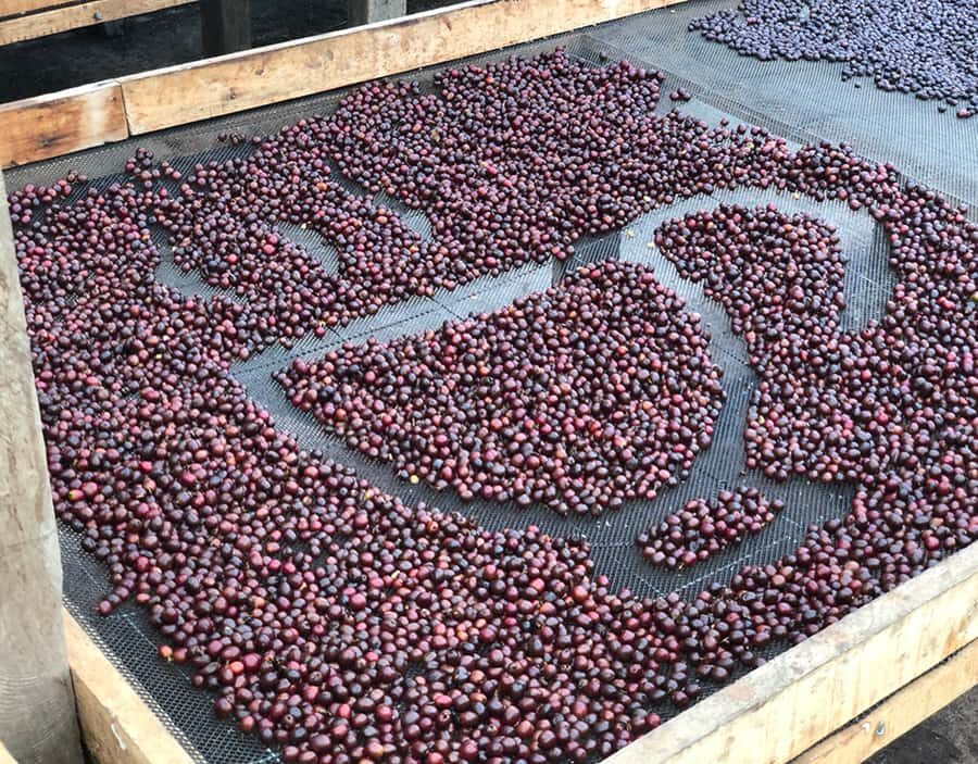 Coffee Farm and Salento Walking Tour - Price and value: is $93 fair for what you get?