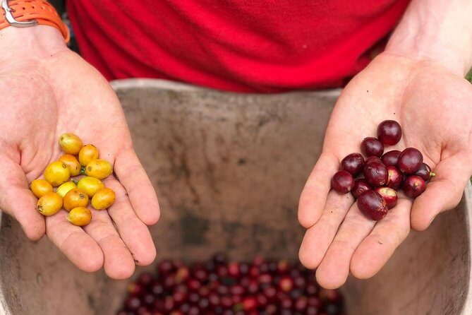 Coffee Farm and Salento Walking Tour - Getting there with pickup across Salento, Pereira, Filandia, and Armenia