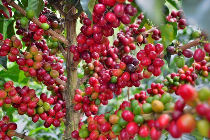 Coffee Tour at the Finca del Café - The Plantation Walk: From Germination to What You Can Taste