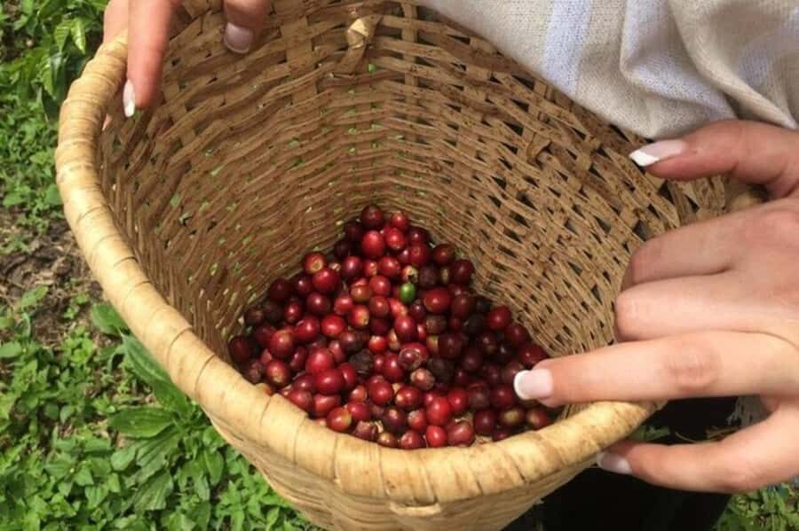 Coffee Tour from Medellin with Lunch and Coffee Tasting - From El Poblado to San Sebastián de Palmitas: the ride that sets the tone