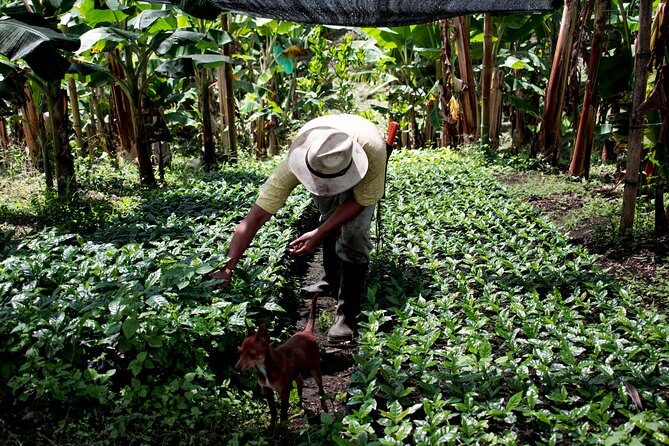 Coffee Tour. - What You’ll See: From Coffee Planting to Special Coffee Production