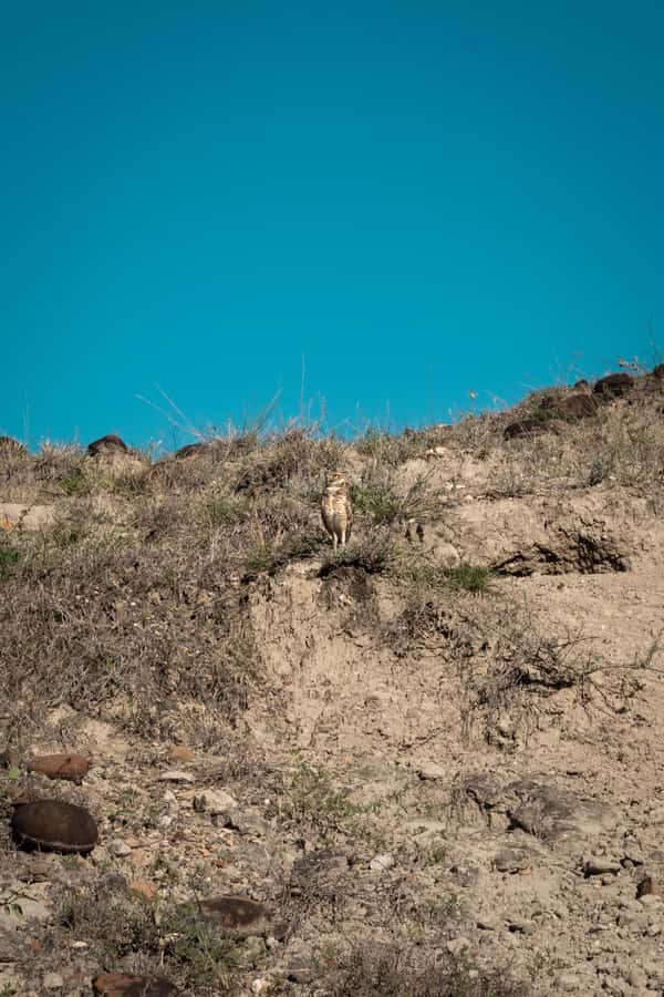 Community tour Biodiversity Latatacoa Desert Villavieja - Magdalena River Cruise: Turtles, Birds, and River-Side Plants