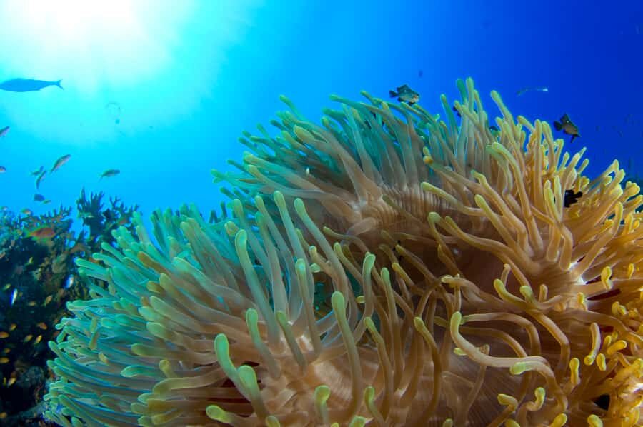 Diving Santa Marta & Tayrona for Certified Divers (2 tanks) - Scuba Carolina and the small-group advantage (max 4)