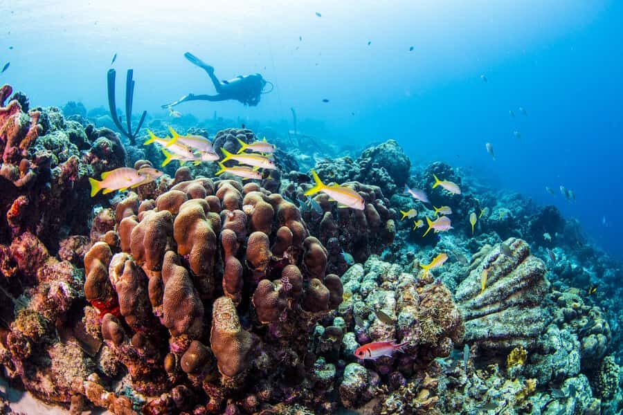 Diving Santa Marta & Tayrona for Certified Divers (2 tanks) - What you’ll actually do on the day