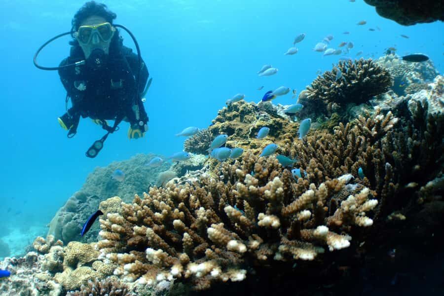 Diving Santa Marta & Tayrona for Certified Divers (2 tanks) - Should you book this 2-tank day with Scuba Carolina?