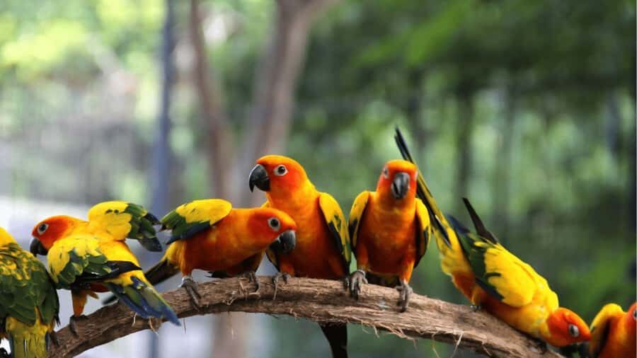 Enjoy the beach at Barú: Aviary + bioluminescense plankton - Who this tour fits best (and who should skip it)