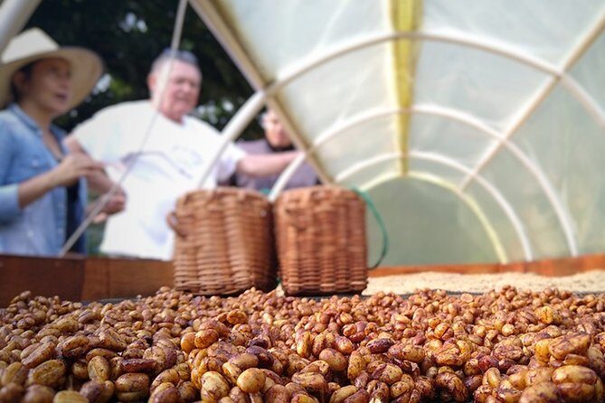Explore the Coffee Process_From Tree to Cup & Fun by Jeep - Jeep to the coffee mountains: what the start feels like
