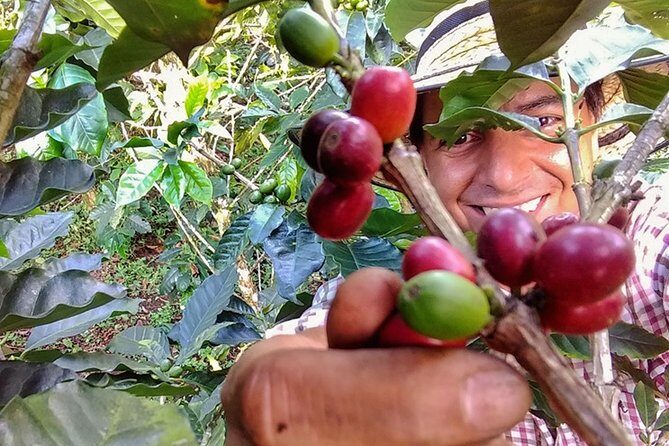 Explore the Coffee Process_From Tree to Cup & Fun by Jeep - The plantation walk in Pereira: coffee plus a whole edible ecosystem