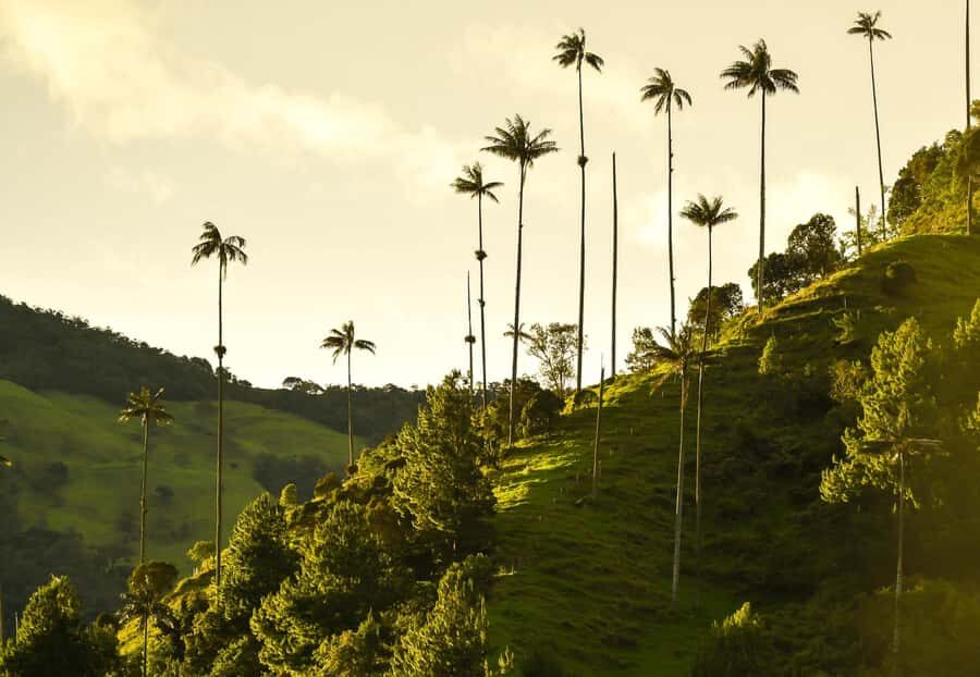 Filandia, Salento and Cocora Valley Private Tour - From Manizales or Nearby: How the Private Day Actually Runs