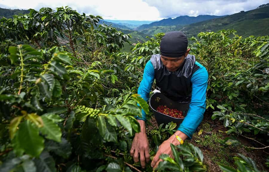 From Bogota: 5 hour guided coffe farm tour - All included - The ride: pickup in Bogotá and the trip to Ubaque