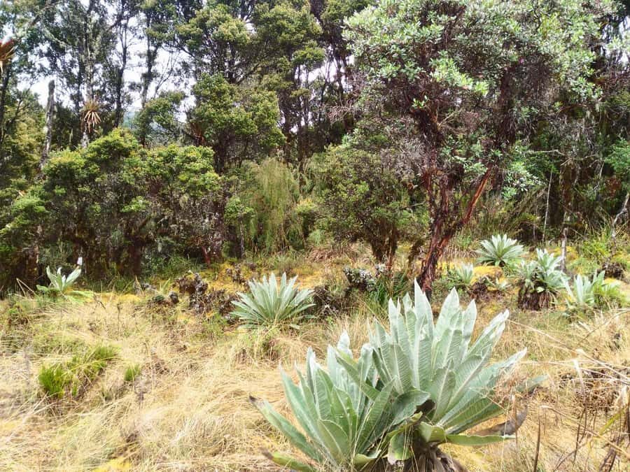 From Bogotá: Chingaza National Park Eco Tour - What to bring (and what to leave at home)