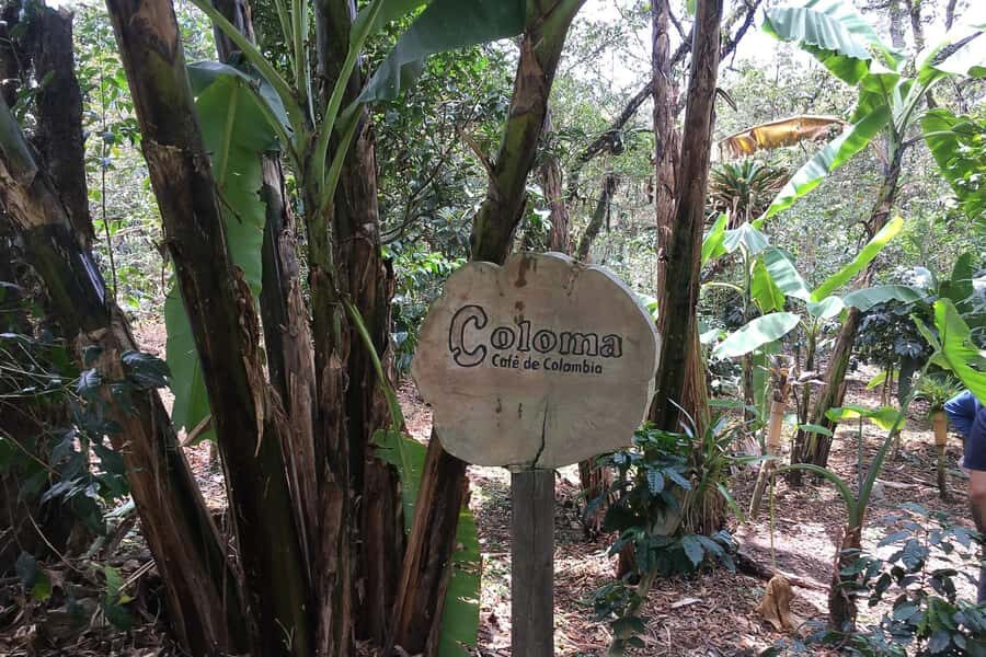 From Bogotá: Coffee Farm Experience Private Day Tour - Bogotá to Hacienda Coloma: the ride that turns coffee into a plan