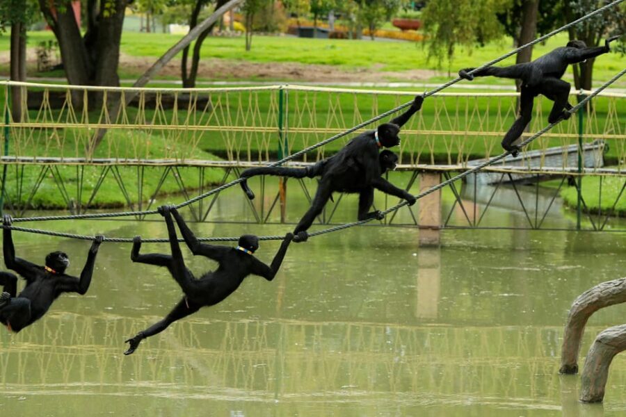 From Bogota: Jaime Duque Park and zoo with ticket included - Replica Caribbean Sea: naval vessels and maritime stories for the fun-seekers