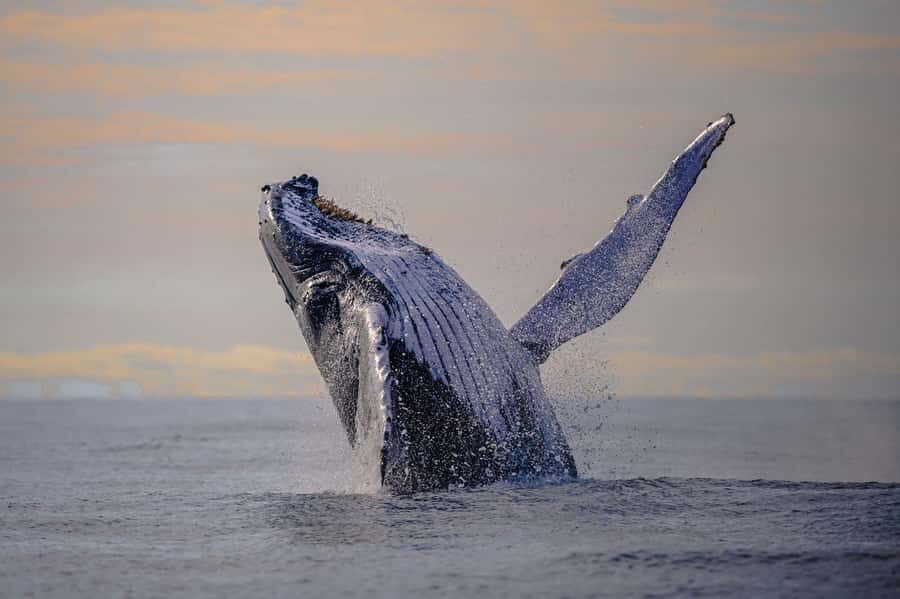 From Cali: Whale Watching Day Trip in Buenaventura - The port-to-Juanchaco speedboat ride