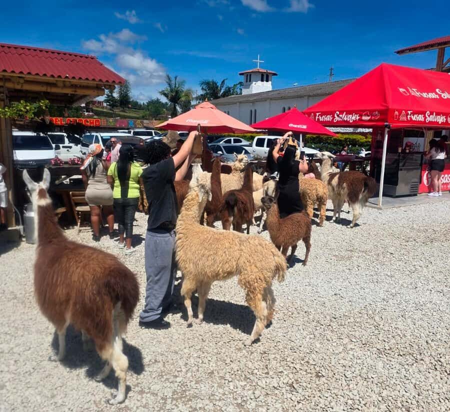 From Medellin: Guatapé & Peñol Rock with Boat & farm animals - Key Points That Make This Tour Worth Your Time