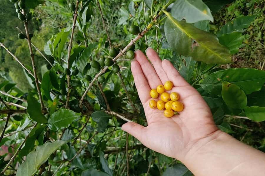 From Medellin: Private Envigado Coffee Tour with Tastings - Who should book this private coffee tour