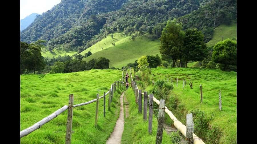 From Salento: Cocora Valley Hiking Tour with Lunch - Why the Willys Jeep ride is part of the experience