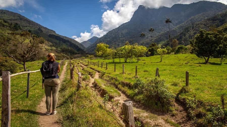 From Salento: Cocora Valley Hiking Tour with Lunch - The wax-palm briefing: what you’ll learn before you walk