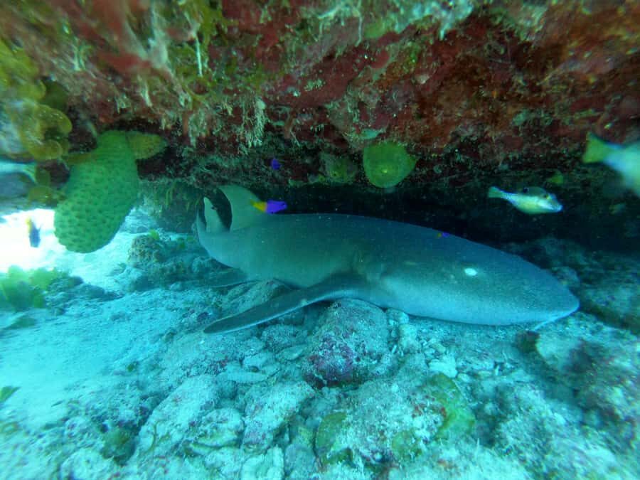 From San Andres: Cayo Acuario Tour - Who This Tour Fits Best (and Who Should Skip It)