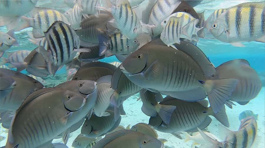 From San Andres: Cayo Acuario Tour - Price and Value: What You’re Paying For (and What You’re Not)