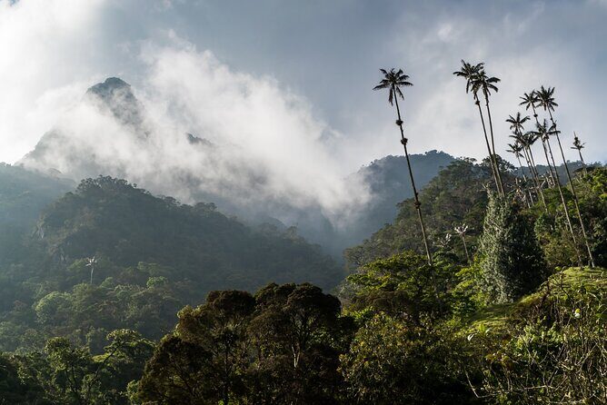 Full Day Climbing The Cocora Valley with Lunch - Gear, fitness, and weather: the real decision points
