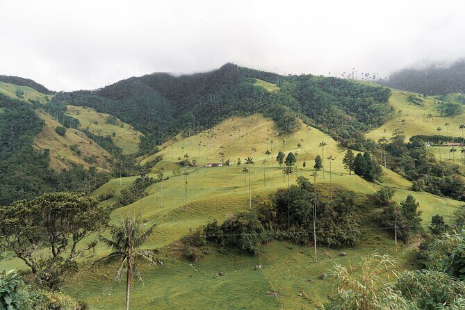Full Day Climbing The Cocora Valley with Lunch - Valle del Cocora and the Palma de Cera (wax palms) you came for