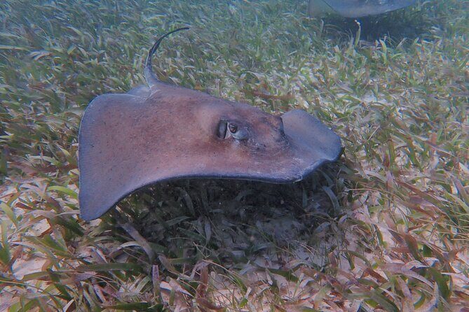 Half Day Snorkeling Tour Caye Caulker - Wildlife Stops You Can Actually Track: Tarpon, Manatees, and the Reef