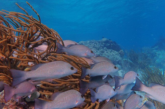 Half Day Snorkeling Tour Caye Caulker - Boat Time, Pacing, and a Guide Who Keeps You Safe