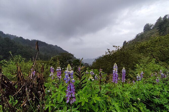 Hiking Mountains and Magical Forests - The hike itself: steep climbs, quiet forest paths, and smart route choices