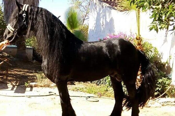 Horseback Riding in Cartagena (Spain) - Getting from Cartagena to Calblanque without stress