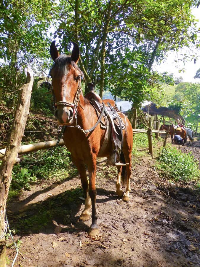Horseback Riding Tour and visit to Tablón, Chaquira, Pelota - Timing and Weather: The Day Runs on the Right Conditions