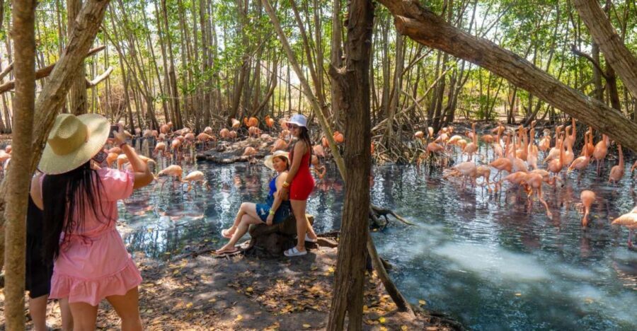 Isla Barú: Beach Club Access and Tour of the National Aviary - Should you book Isla Barú with Aviary + Playa Blanca?