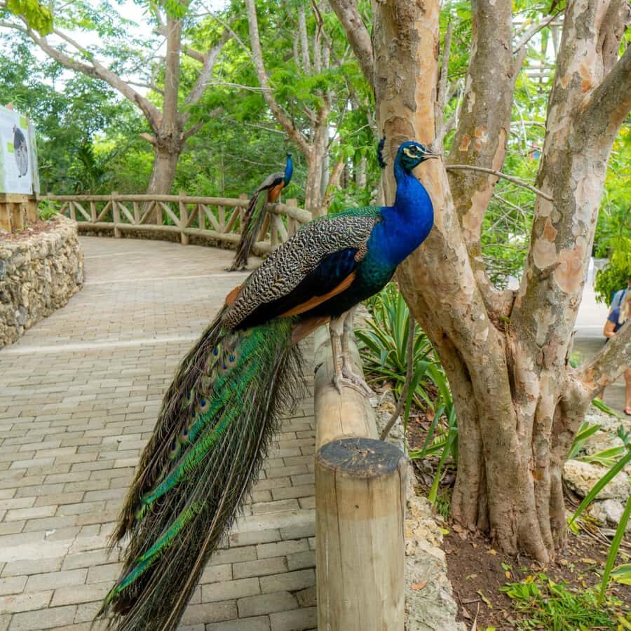 Isla Barú: Beach Club Access and Tour of the National Aviary - National Aviary of Colombia: the main event