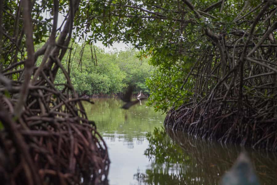 La Boquilla: 3-Hour Canoe Tour through the Mangroves - Mangroves in La Boquilla: why this trip feels different than “just another tour”