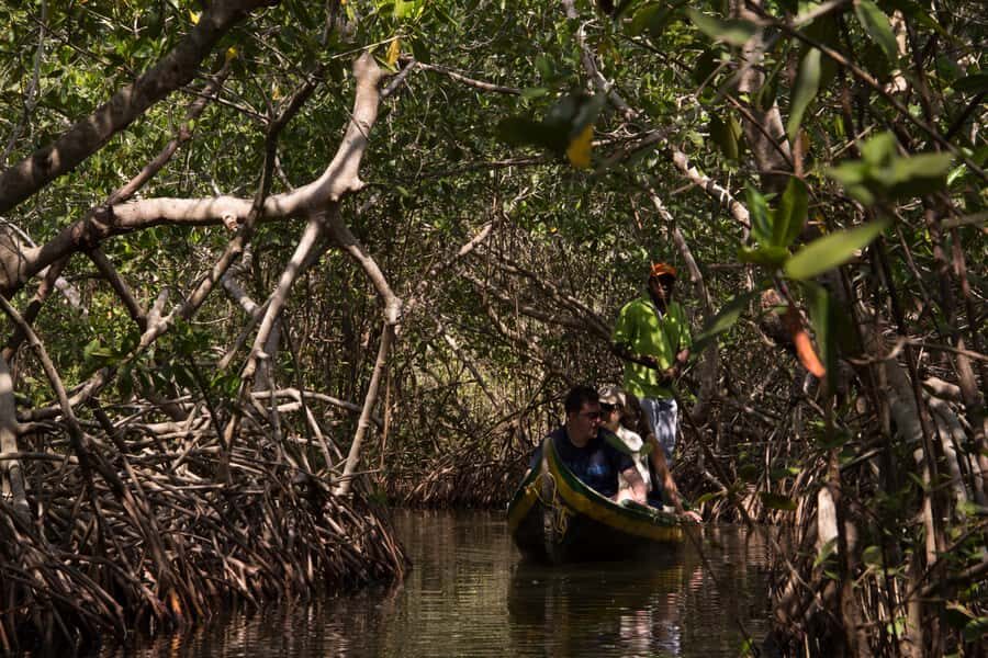 La Boquilla: 3-Hour Canoe Tour through the Mangroves - What you’ll actually see: mangrove tunnels, wildlife, and the “why” behind it