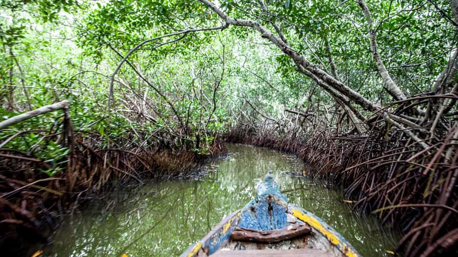 La Boquilla: 3-Hour Canoe Tour through the Mangroves - Getting there from Cartagena: transfers, neighborhoods, and the Manzanillo pickup note