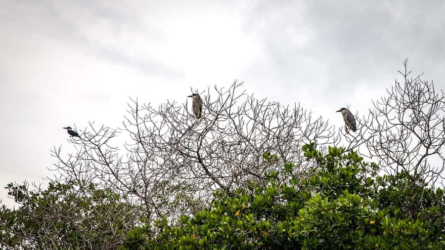 La Boquilla: 3-Hour Canoe Tour through the Mangroves - Price and value: what $159 gets you (and what to compare)