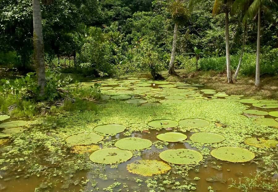 Leticia: Amazing Three Day Jungle Tours - Day 2: crossing into Peru, San Antonio trees, and Tarapoto lakes dolphins