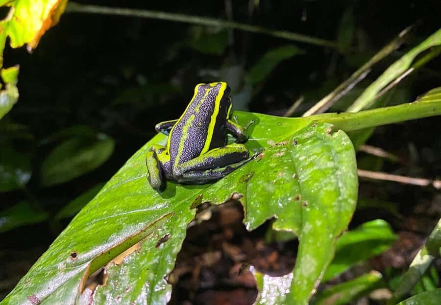 Leticia: Amazing Three Day Jungle Tours - Timing, weather, and expectations in a rainforest