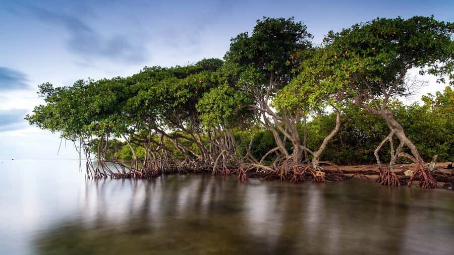 Mangroves, cultural fishing, black heritage town and lunch - Price and pacing: good value for what’s included