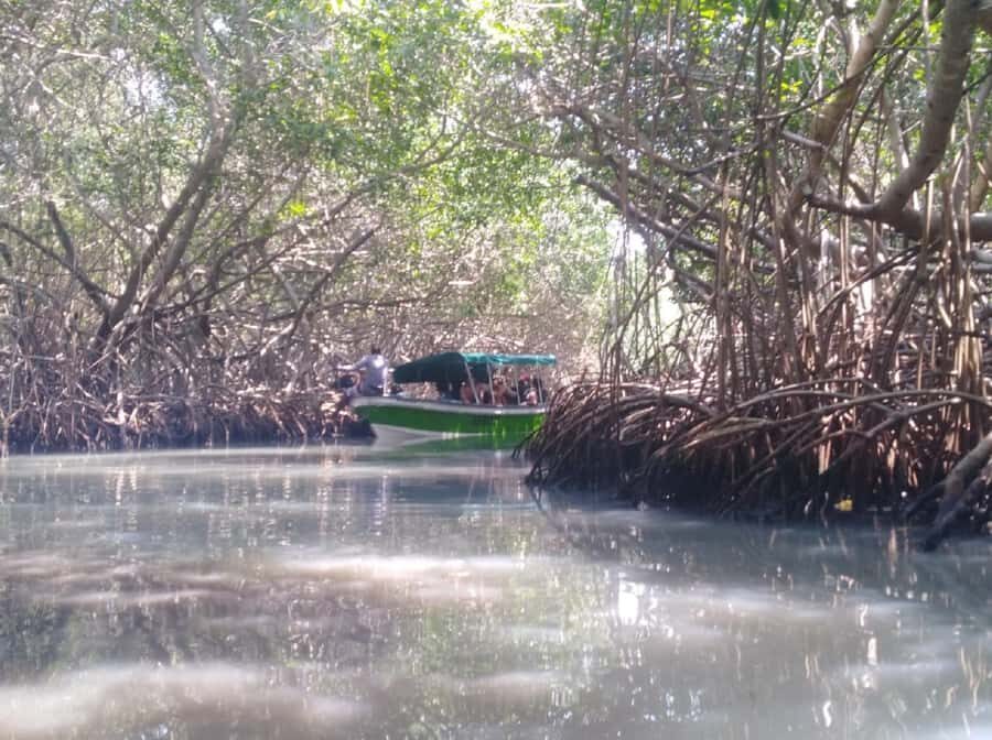 Mangroves, cultural fishing, black heritage town and lunch - Who this tour fits best (and who should think twice)