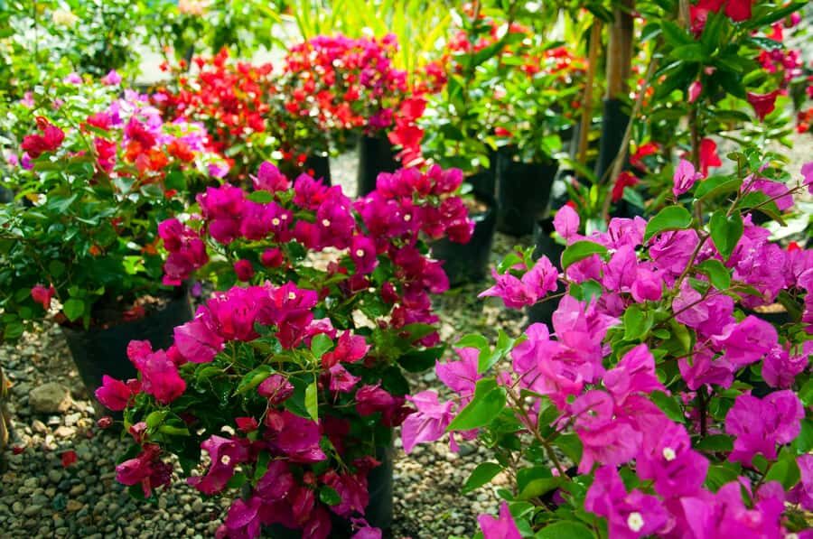 Medellín: Botanical Garden and Arvi Park City Tour - Price and value: what $85 buys you in practice