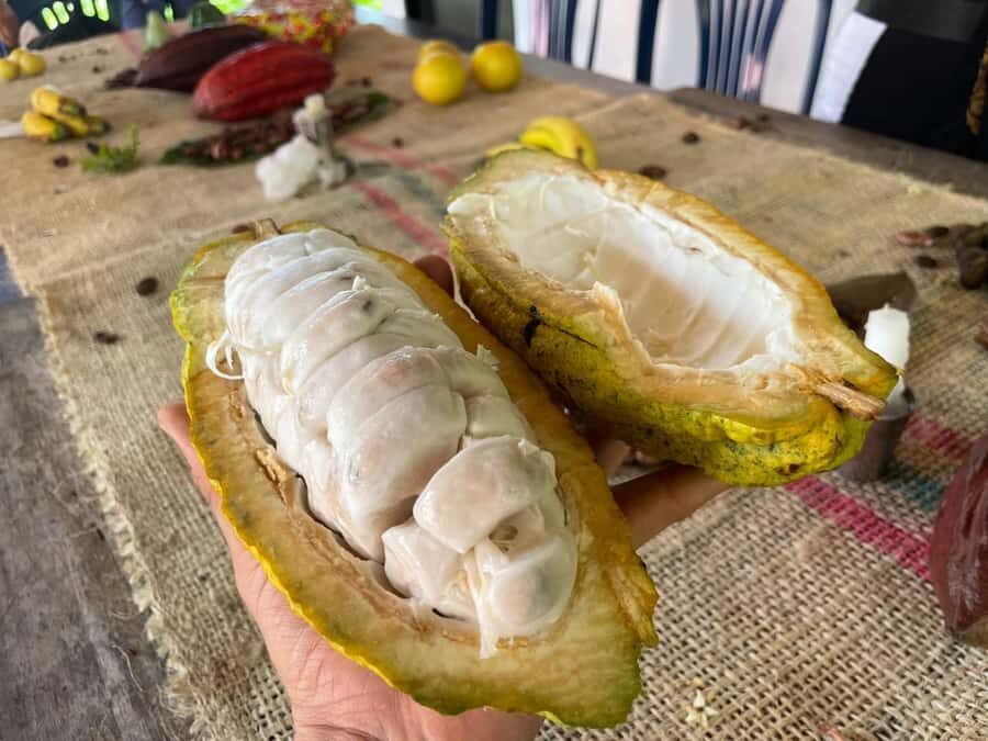 Medellín: Chocolate Tour & Exfoliation in beautiful river - What you’ll do and learn about chocolate making