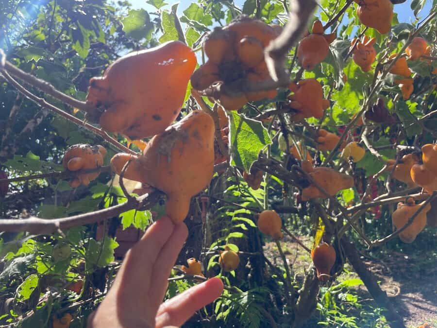 Medellín: Chocolate Tour & Exfoliation in beautiful river - Farm meals that make sense with the day
