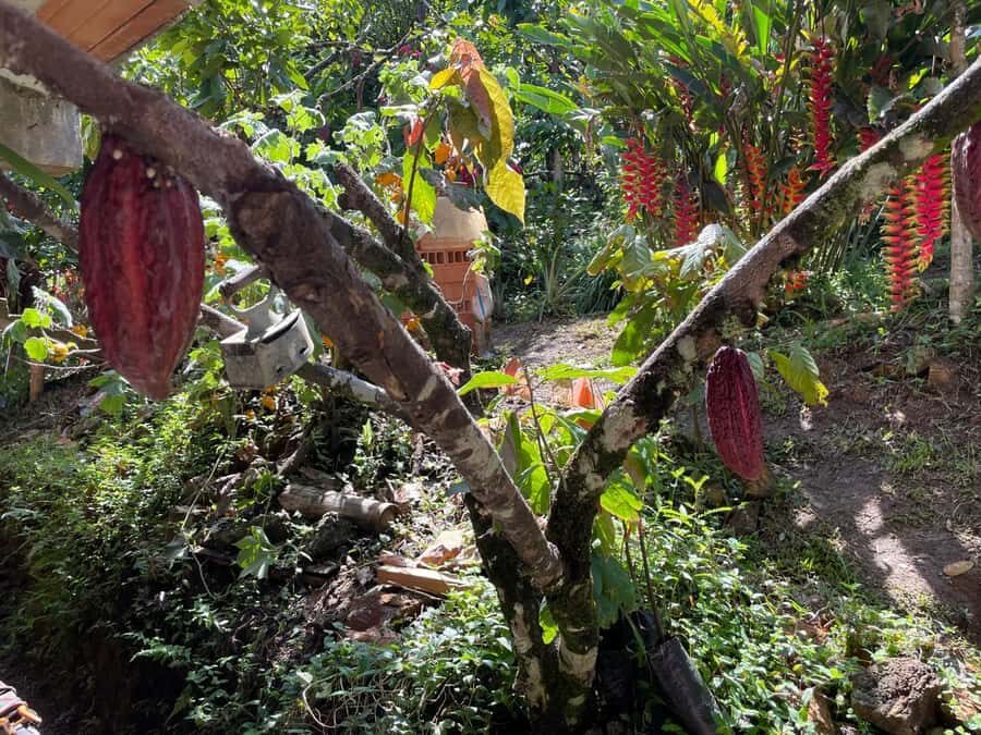 Medellín: Chocolate Tour & Exfoliation in beautiful river - Pailania viewpoints: a short scenic guided break