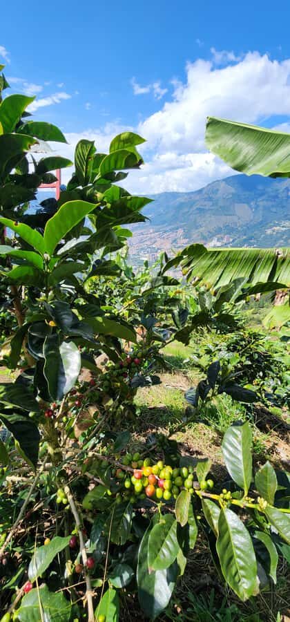 Medellin: Coffee Farm Tour & Spa with Overnight Glamping - Price and value: is $1,705 worth it?