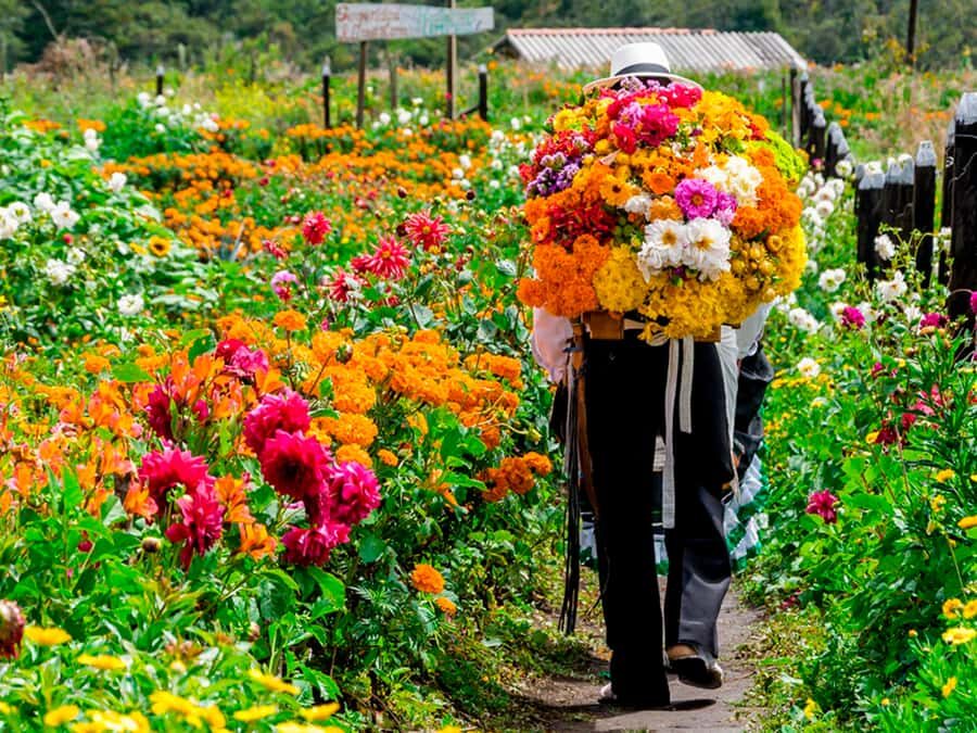 Medellín: Flower Farm & Silletero History Tour - Getting out of Medellín: the drive, the first photo stops, and why it matters
