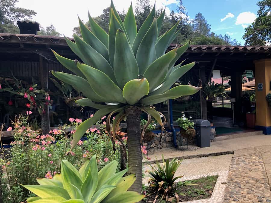 Medellín: Half-Day Private Colonial Towns Tour - Who This Tour Suits Best